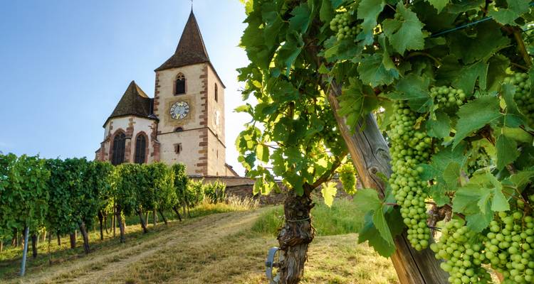 Vineyard with grapes and a church in the background.