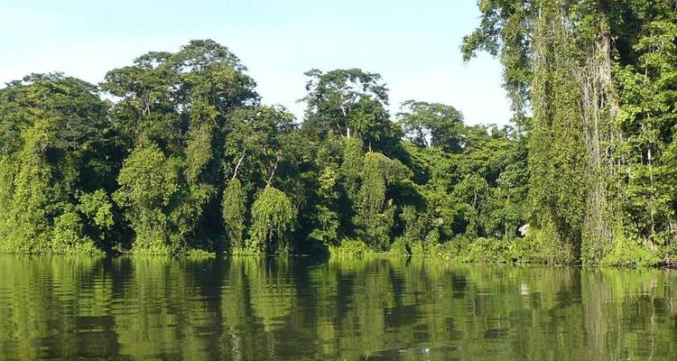 Dense jungle bordering a calm river.