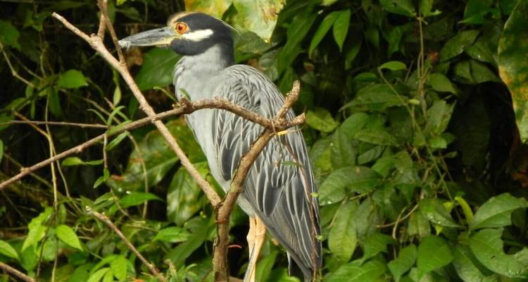 Bird perched on branch against lush background.