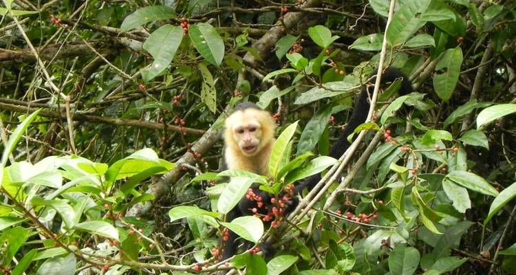 Monkey nestled in a tree with dense foliage.