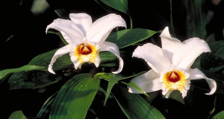 Close-up of white flowers with greenery background.