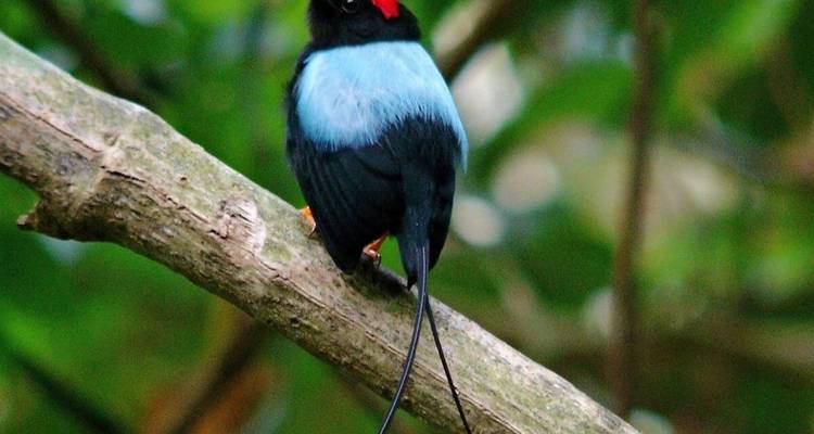 Small bird perched on a branch in a forest.