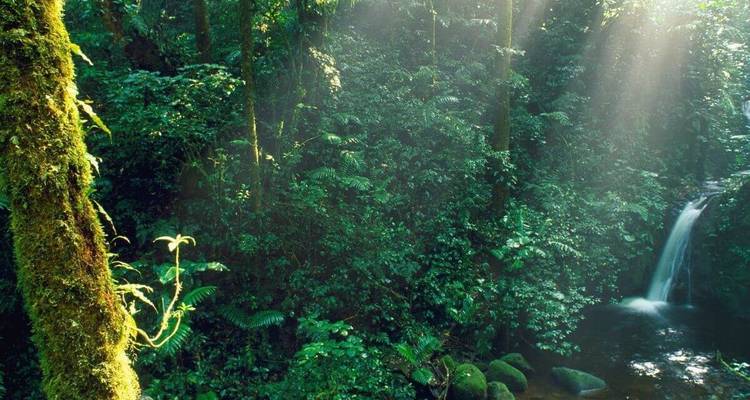 Sunlight streaming through dense rainforest scenery.
