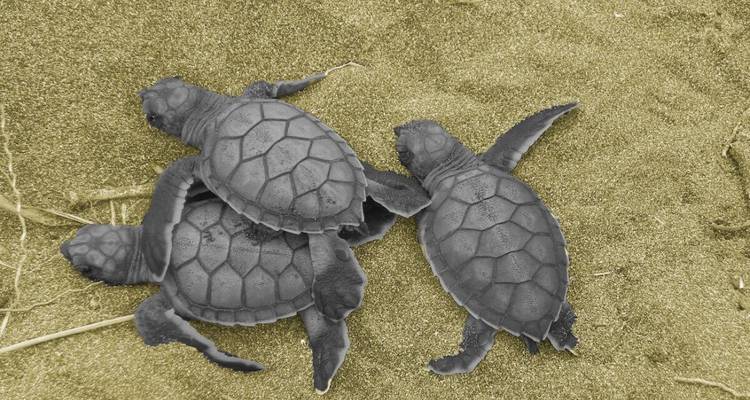 Three turtle hatchlings on a sandy beach.