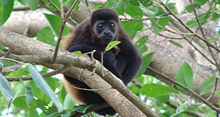 Monkey sitting on a tree branch surrounded by greenery.