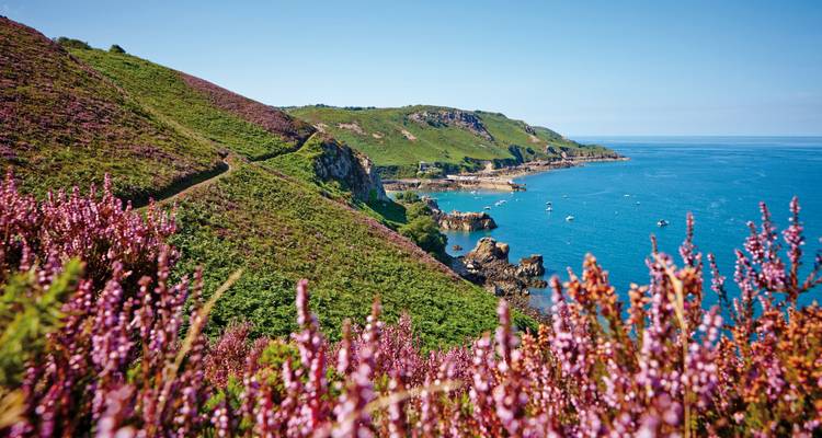 Vue sur falaise avec bruyère rose et océan bleu.