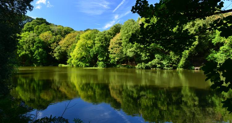 Forêt entourant un étang tranquille avec des reflets.
