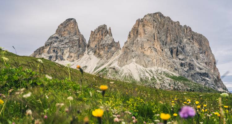 Prairie de fleurs sauvages avec des pics rocheux spectaculaires en arrière-plan.