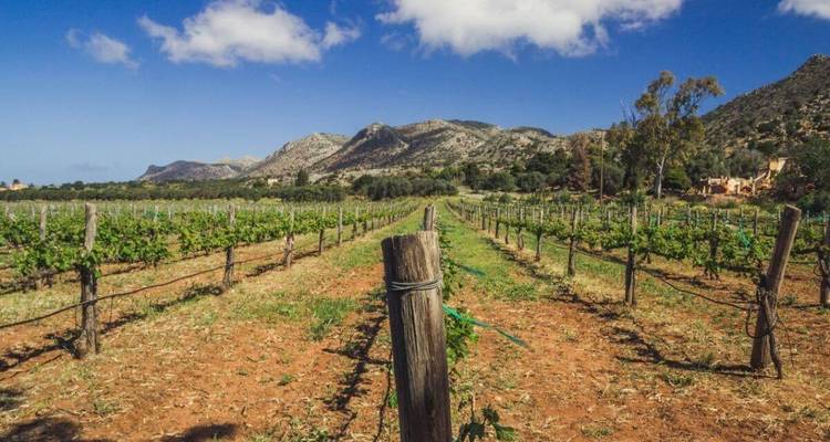 Een wijd uitzicht op een wijngaard met bergen op de achtergrond onder een heldere blauwe hemel.
