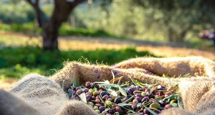 Olijven in een jute zak met een wazige achtergrond van een olijfboomveld.