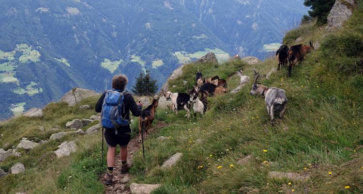 Wanderer mit Ziegen auf einem Bergweg mit Blick auf ein Tal.