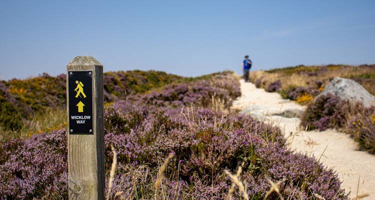 Hiker on a trail in Wicklow Way with heather and a directional post visible.