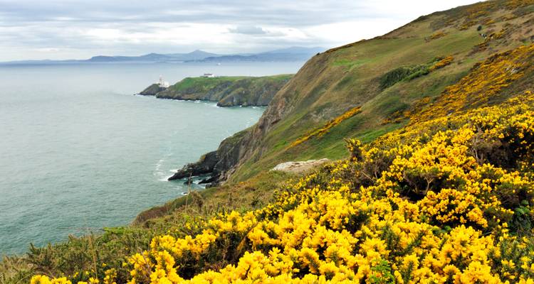 Littoral avec phare et fleurs sauvages sur le flanc de colline.