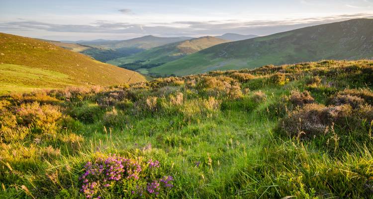 Flowers and grass on a hillside with mountain views.