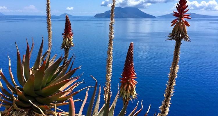 Rote Aloenblüten rahmen eine vulkanische Insel ein, die sich aus einem leuchtend blauen Meer erhebt