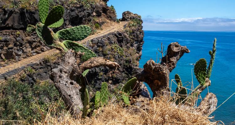 Prickly pear cacti on a rocky cliff edge overlooking the endless blue ocean.