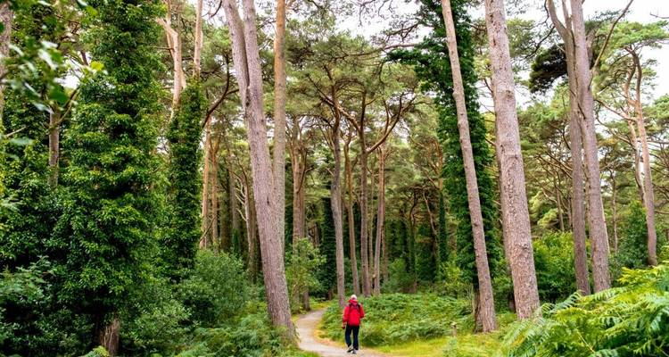 Person walking through a forest path with tall trees.