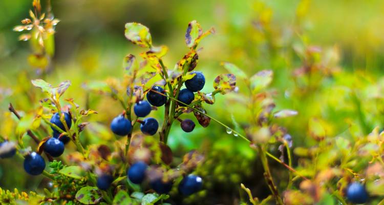 Gros plan de myrtilles qui poussent sur un buisson.
