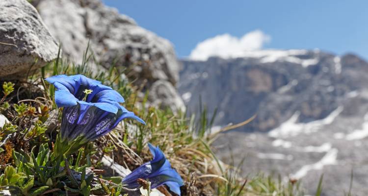 Close-up of a blue flower with mountains in the background.