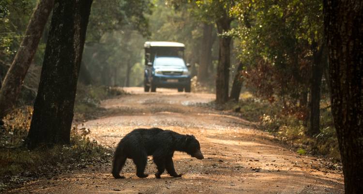 Ours sauvage traversant un chemin de terre dans une forêt avec un véhicule de safari.