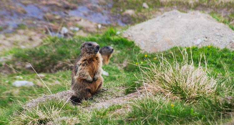 Primer plano de una marmota de pie sobre un montículo cubierto de hierba con otra en el fondo.