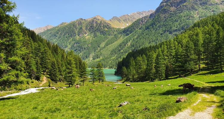 Paisaje alpino con un lago turquesa, vacas pastando y montañas circundantes.