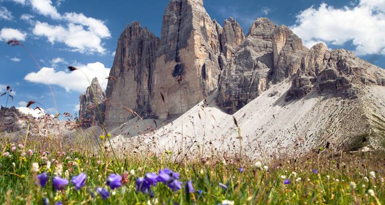Wildblumen im Vordergrund rahmen die dramatischen Kalksteintürme der Tre Cime di Lavaredo ein, die sich in einen hellen blauen, leicht wolkenbesprenkelten Himmel erheben.
