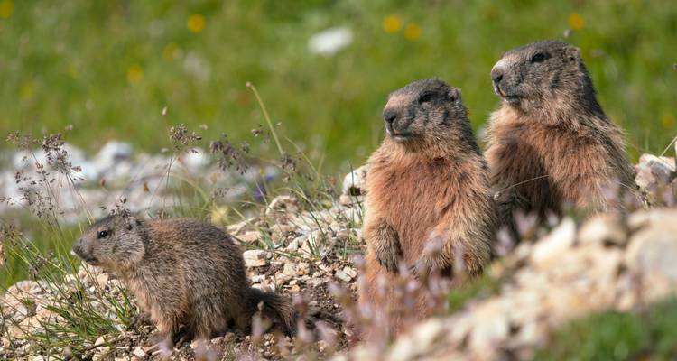Trio von wachsamen Murmeltieren, die zwischen alpinen Gräsern und Felsen stehen.