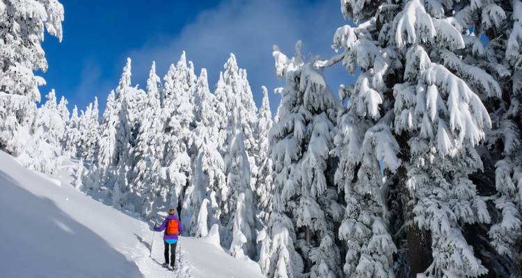 Personne faisant de la randonnée sur un sentier forestier enneigé avec des arbres chargés de neige.