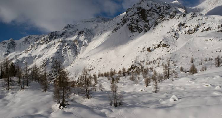 Paysage de montagne enneigé avec des arbres clairsemés.