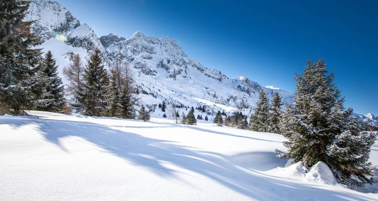Paysage de montagne enneigé avec des conifères.