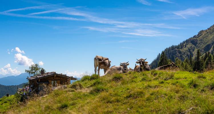 Eine Herde Kühe, die auf einem grasbewachsenen Hügel ruht, mit einer Holzhütte in der Nähe.