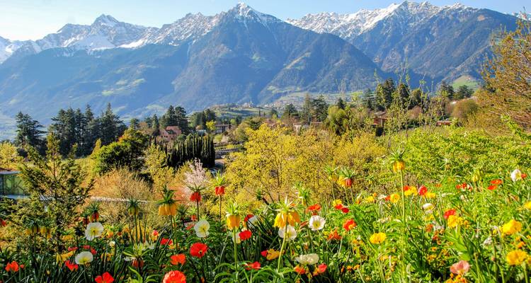 Jardín de flores colorido con montañas cubiertas de nieve al fondo.