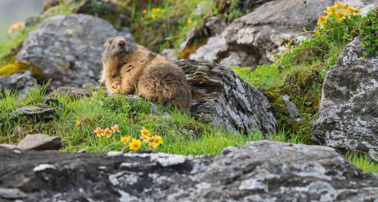 Una marmota descansando en una ladera rocosa y herbosa con flores silvestres.