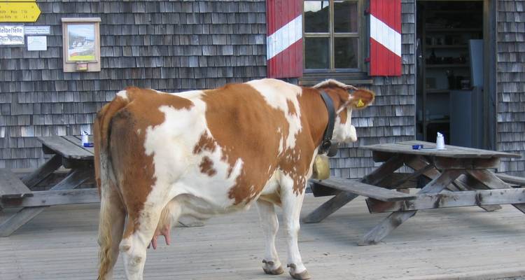 Una vaca parada cerca de mesas de picnic de madera afuera de una cabaña.