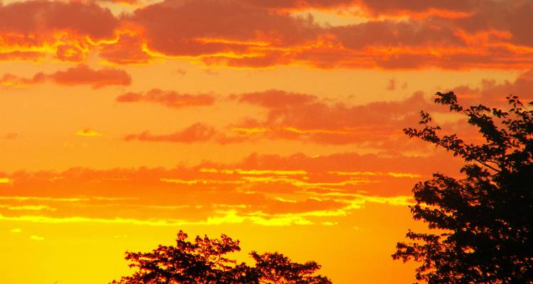 Ciel de coucher de soleil orange flamboyant et rouge avec des silhouettes de cimes d'arbres à l'horizon en Afrique australe.