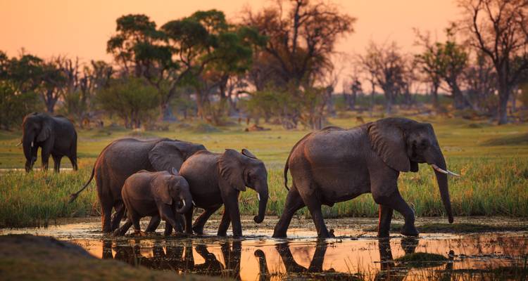 Une famille d'éléphants traversant un marais réfléchissant au crépuscule avec un ciel rose délicat au Parc national de Chobe.
