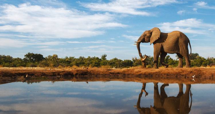 Un éléphant solitaire s'abreuvant à un point d'eau avec un reflet parfait et limpide sous un ciel bleu éclatant.
