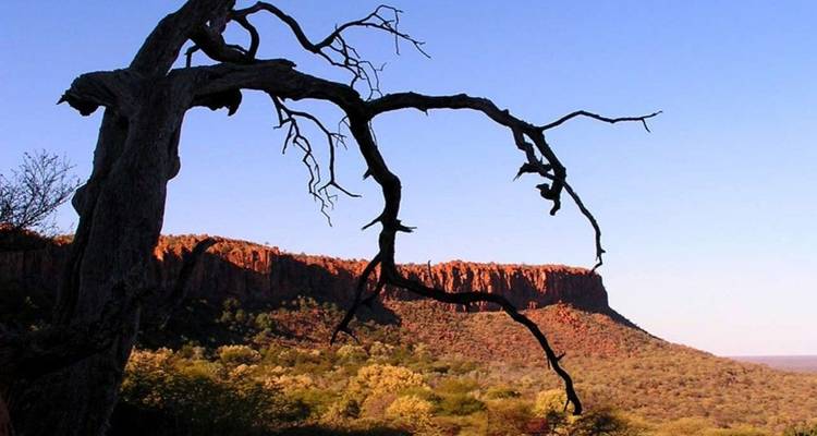 Eine trockene Baumsilhouette vor einer Klippe im Hintergrund, mit klarem blauem Himmel.