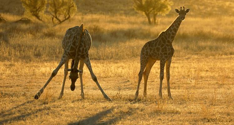 Giraffen in einer goldenen Savannenlandschaft während des Sonnenuntergangs.