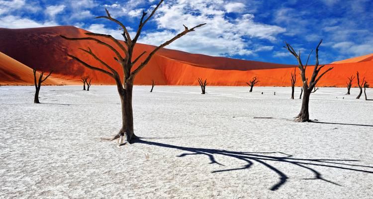 Kahle Bäume in einer Wüstenlandschaft mit auffälligen orangefarbenen Dünen und einer rissigen weißen Oberfläche.