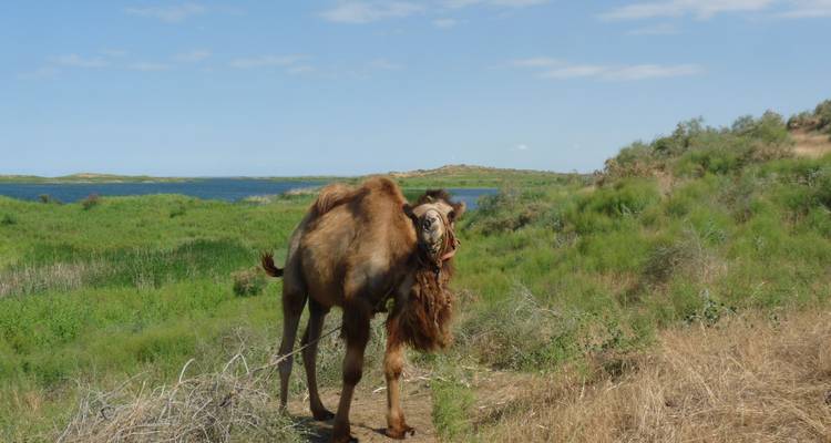 Kamel in der Nähe eines Sees mit grüner Vegetation.