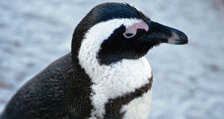 Pingüino africano con marcas distintivas en blanco y negro.