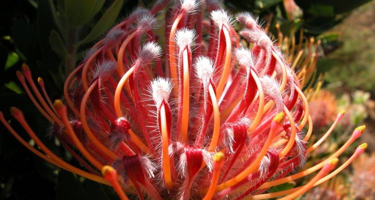Close-up of a vibrant, spiky protea flower.