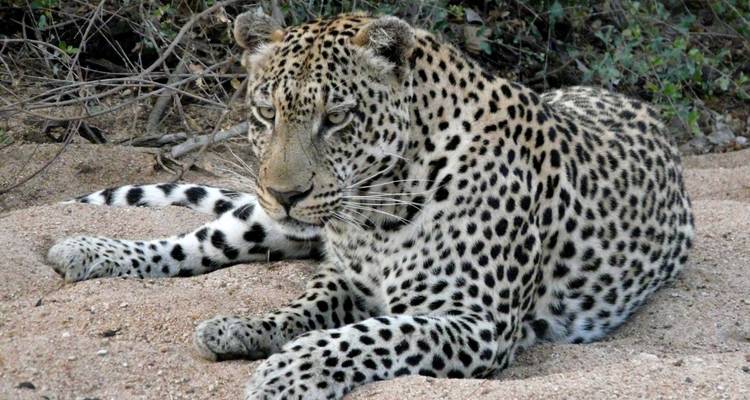 A leopard resting on a sand bank amidst foliage.