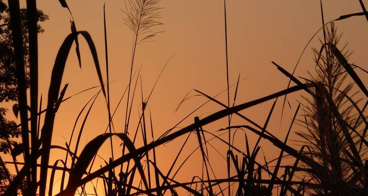 Silhouette von Gräsern vor dem orangefarbenen Abendhimmel.
