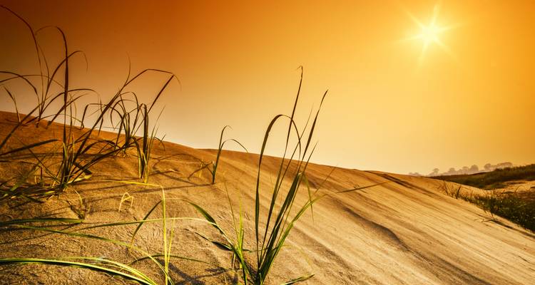 Sand dunes with desert grasses under an orange sky.