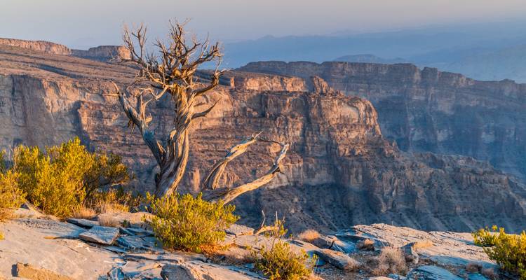A lone tree amidst rocky cliffs and a mountainous backdrop.
