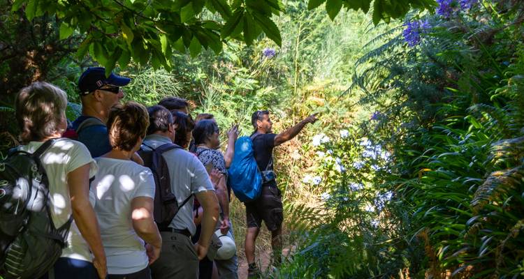 Group of tourists listening to a guide in a lush forest area.