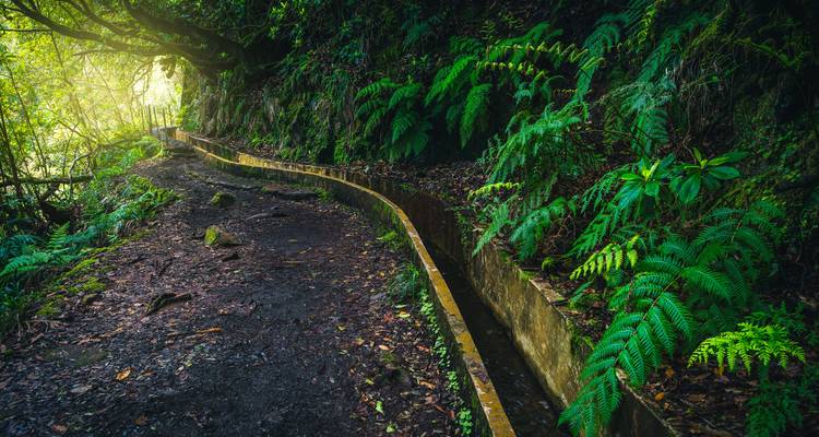 Sendero de levada musgoso serpenteando a través del exuberante y verde bosque de Madeira a la luz del amanecer.